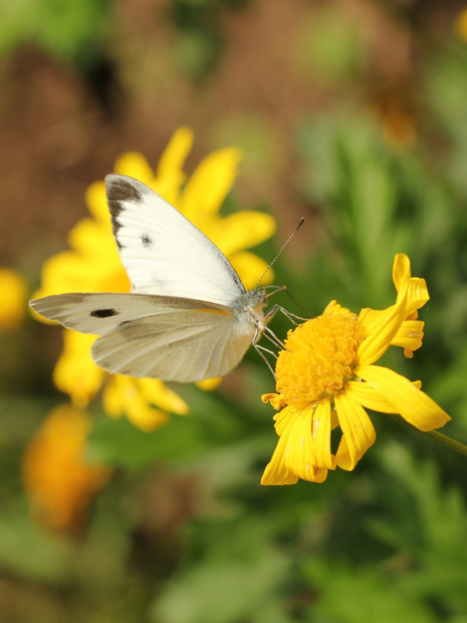带孩子认识99种蝴蝶  东方菜粉蝶:蝴蝶中的佼佼者  在自然界中,东方