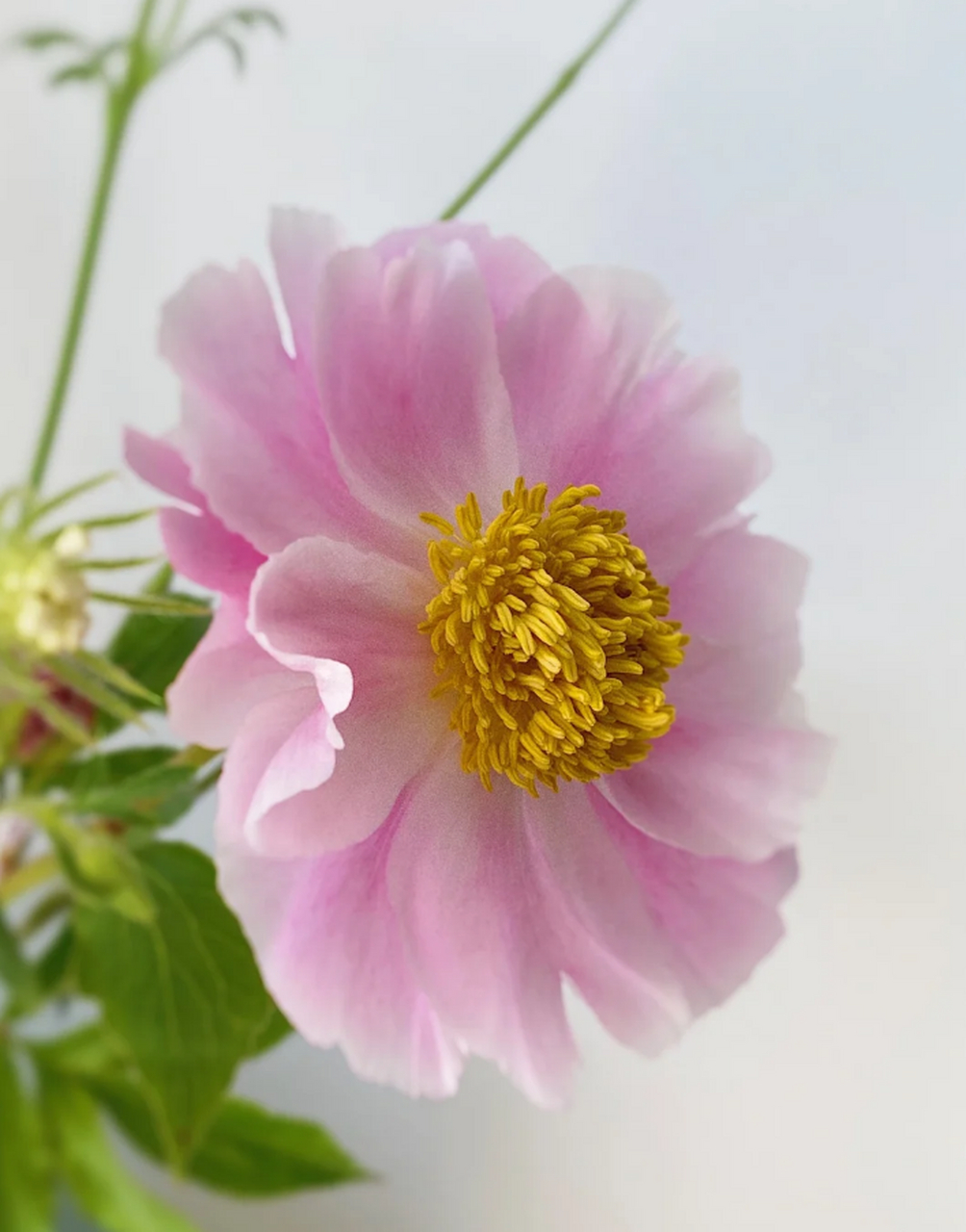 夏威夷珊瑚芍药:浓妆淡抹总相宜～ 在繁花似锦的季节里,我们相遇于