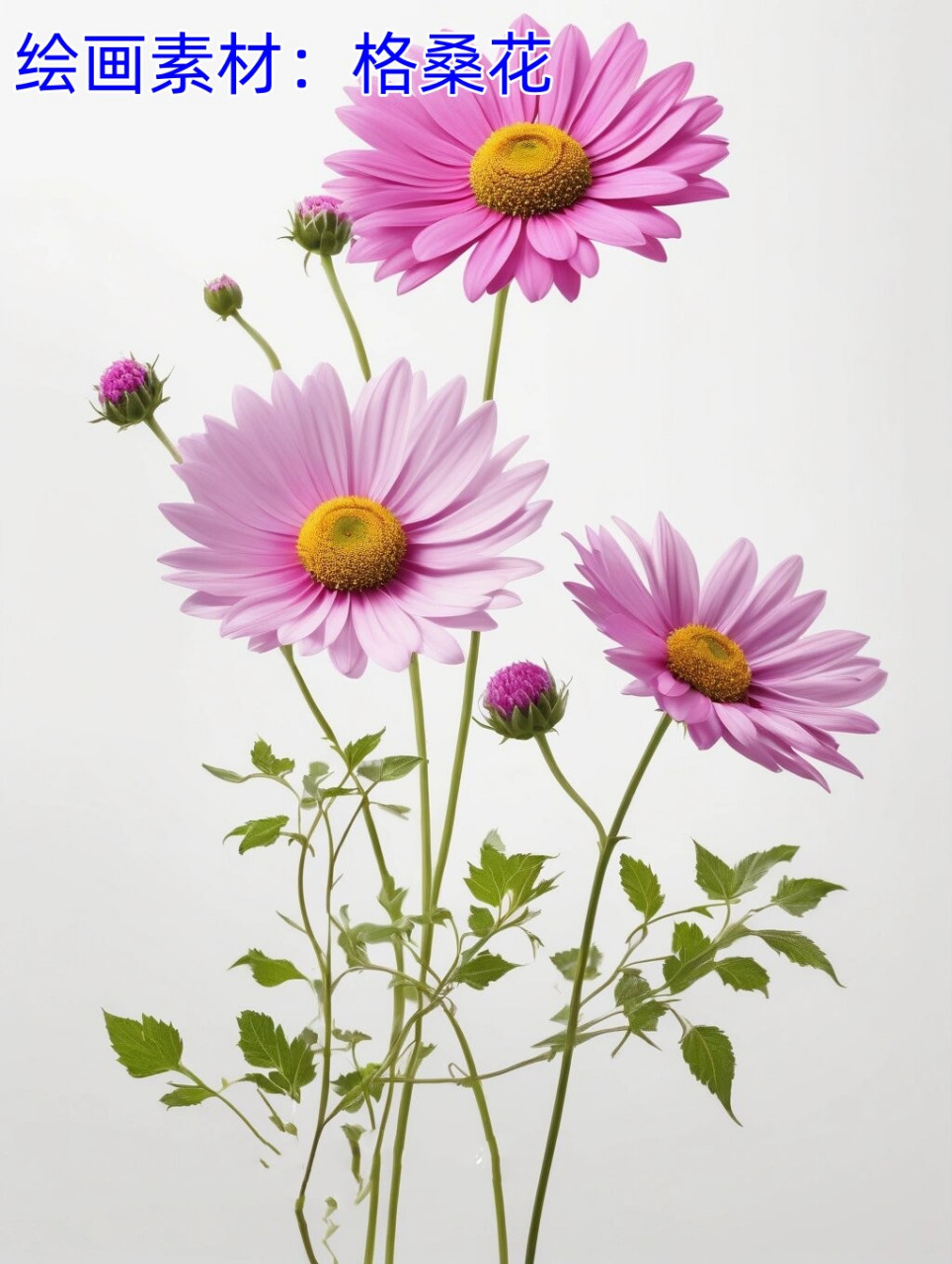 绘画素材:格桑花