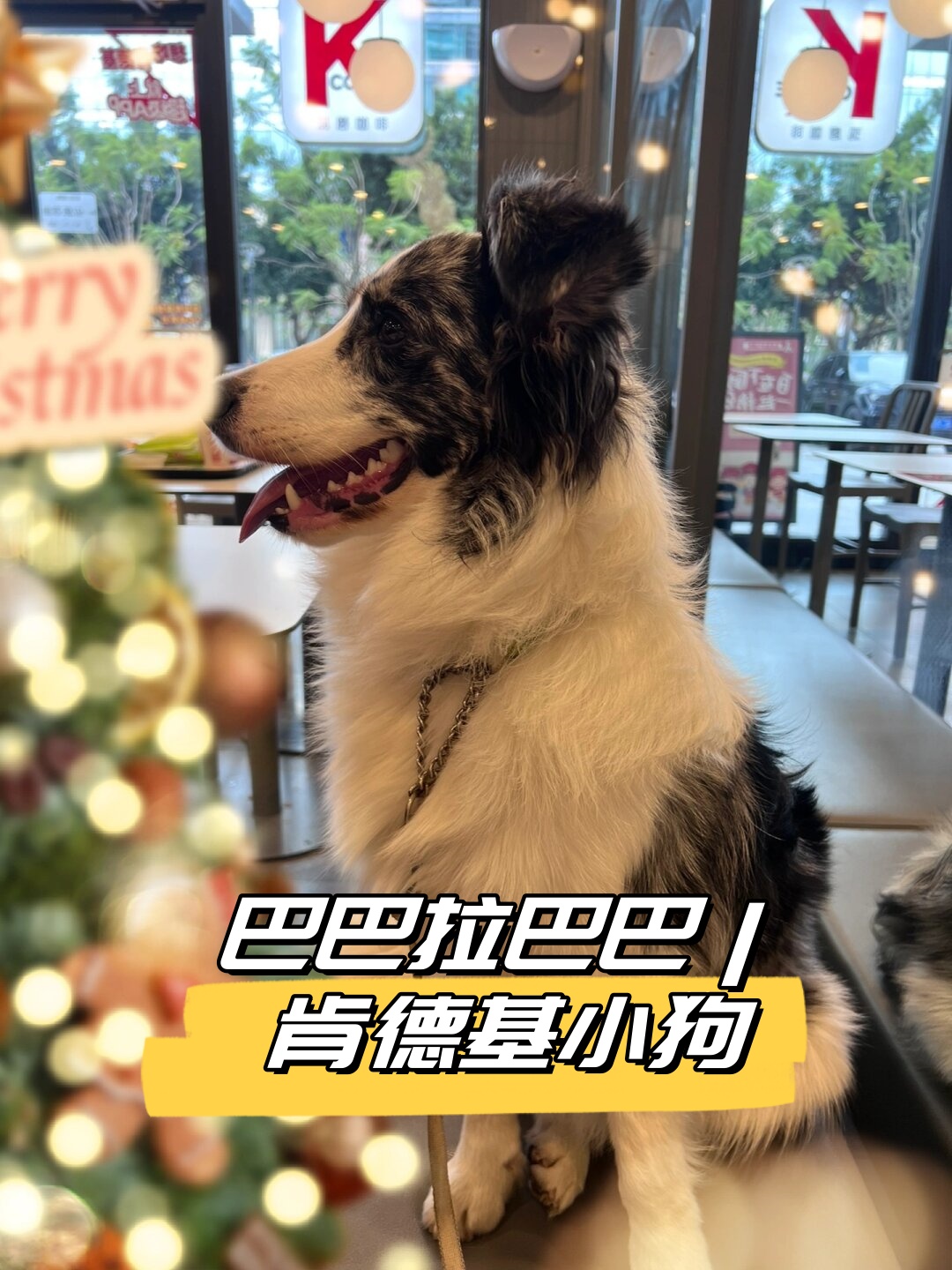 肯德基小狗