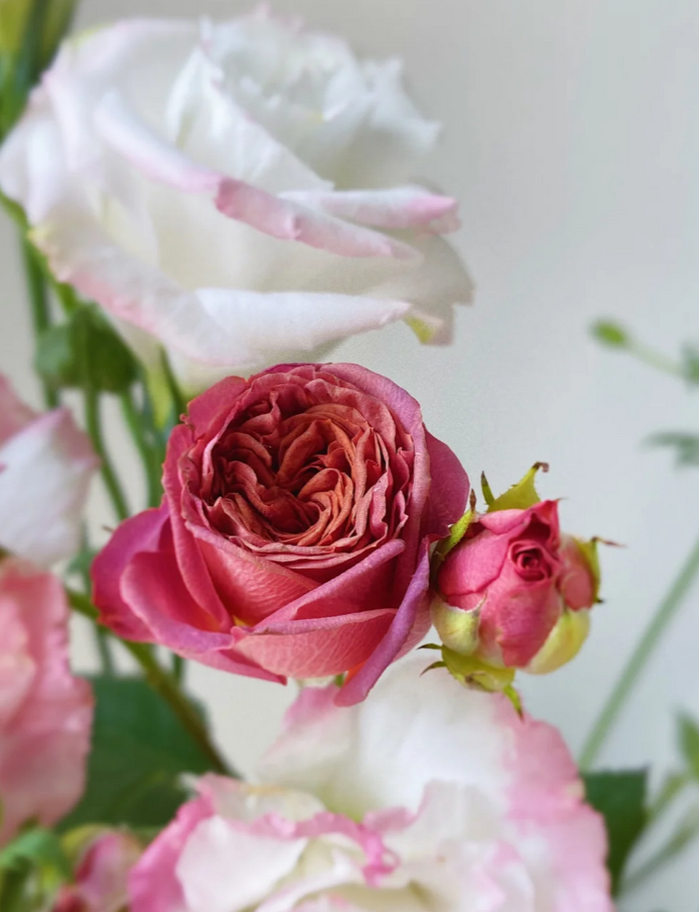 夏威夷珊瑚芍药:浓妆淡抹总相宜～ 在繁花似锦的季节里,我们相遇于