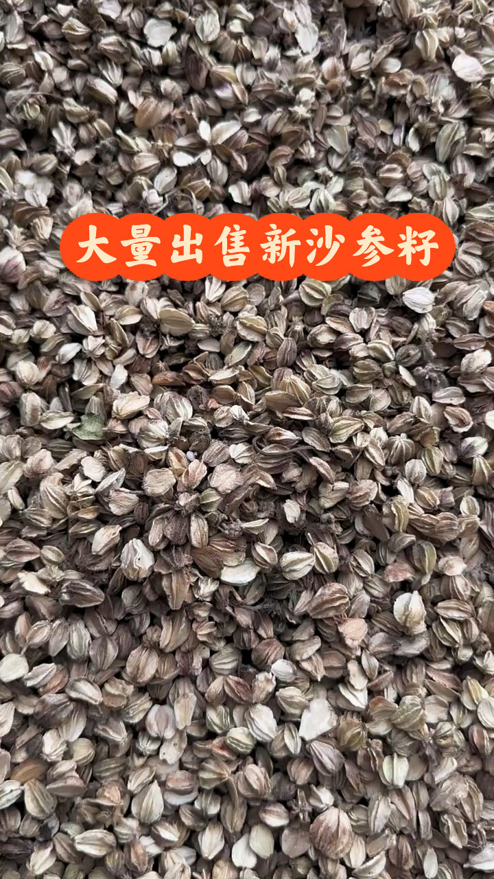 大量出售沙参籽 有想了解种植的,有想了解种植北沙参的朋友速来,纯新