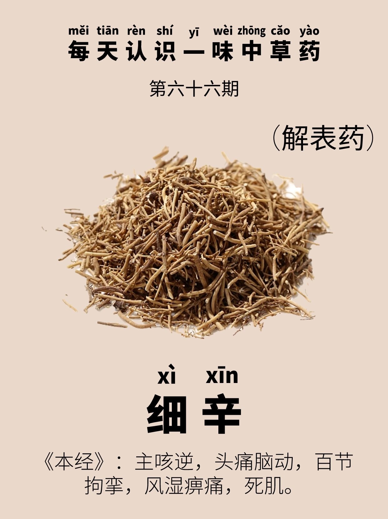 苕叶细辛别名图片