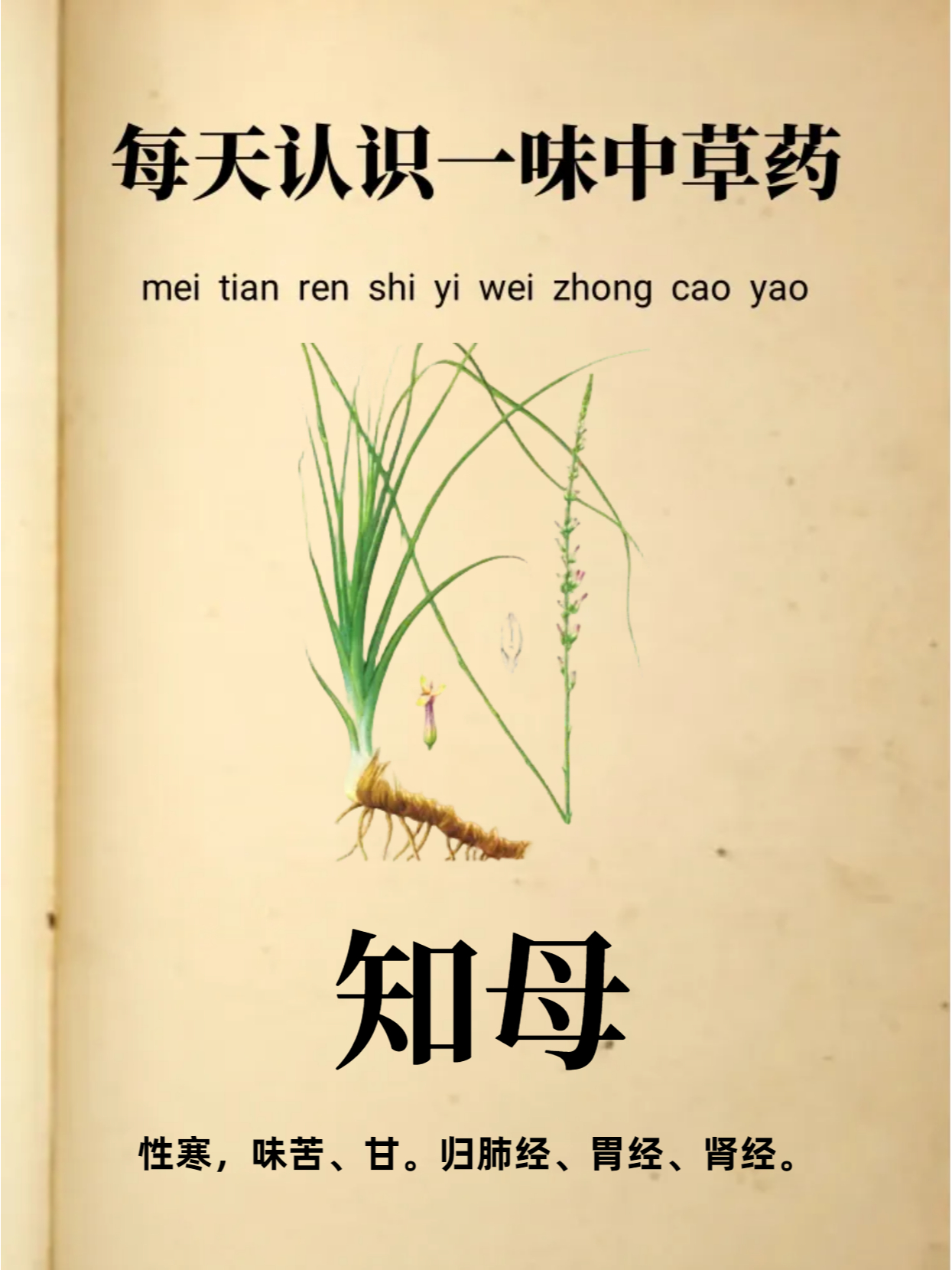 别名:羊胡子根,蒜辫子草,昌支,地参,淮知母