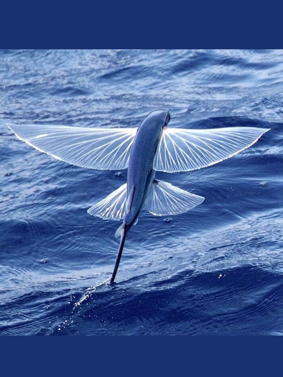 飞鱼能"飞"的关键,不在于"翅膀"  飞鱼能够"飞翔"的关键并不在于它们