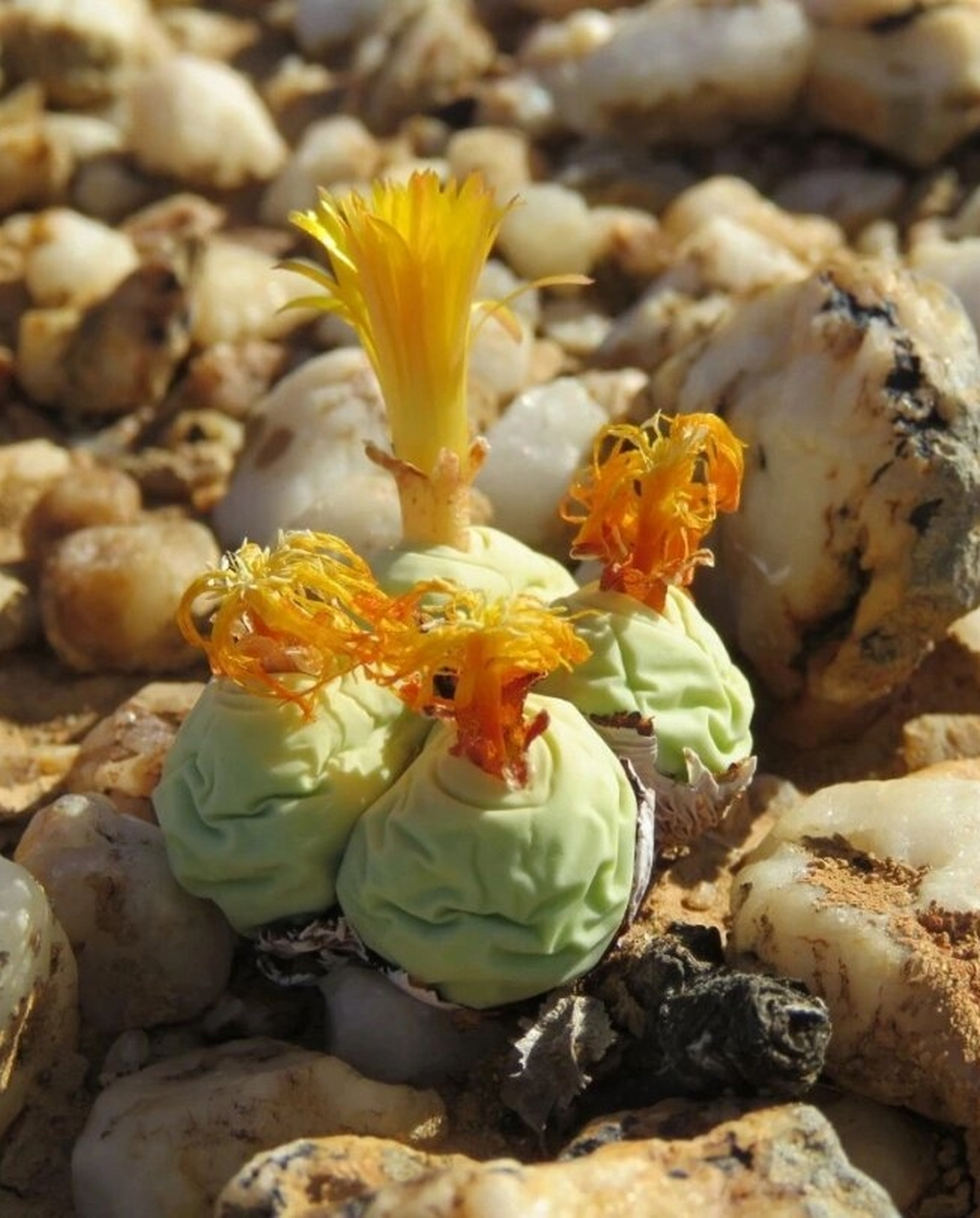 【鸽子蛋篇】姑娘们,要多喝水啊～  番杏科肉锥属的conophytum