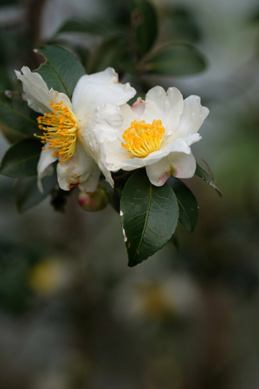 油茶花图片大全大图图片