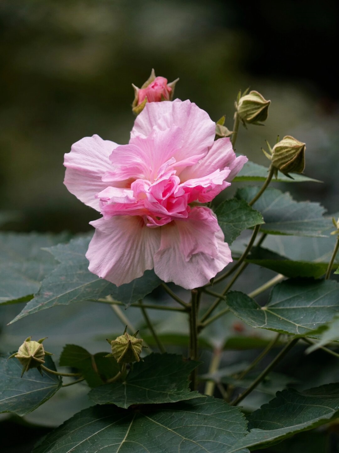 植物图鉴川渝篇芙蓉城里看芙蓉