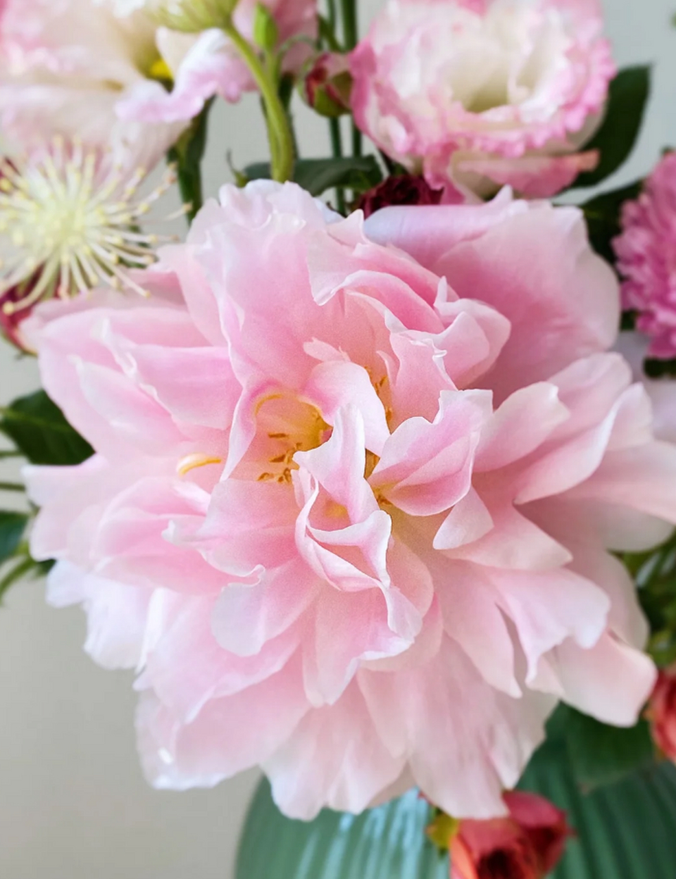 夏威夷珊瑚芍药:浓妆淡抹总相宜～ 在繁花似锦的季节里,我们相遇于