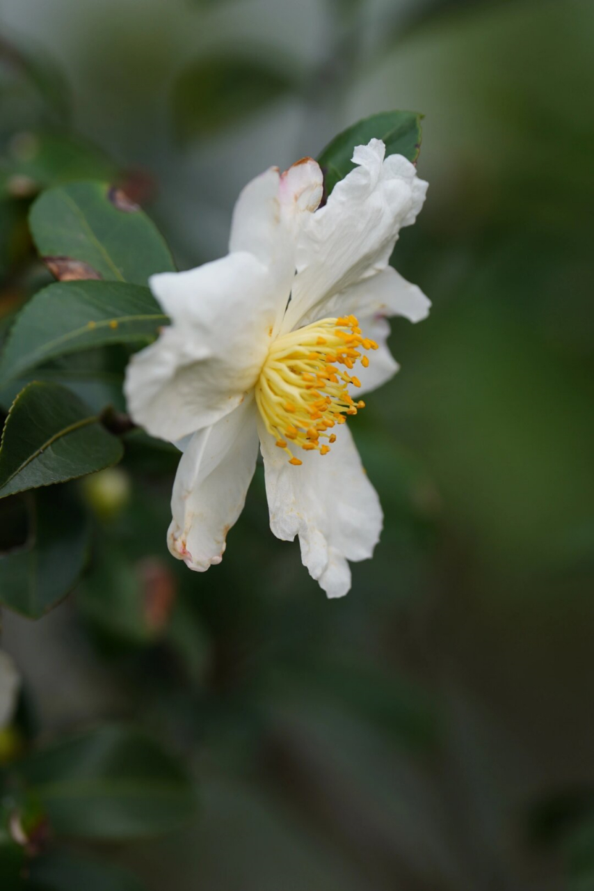 油茶花图片大全大图图片