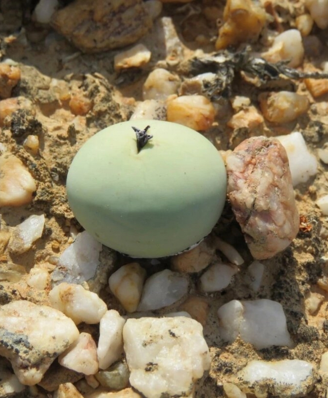 【鸽子蛋篇】姑娘们,要多喝水啊～  番杏科肉锥属的conophytum