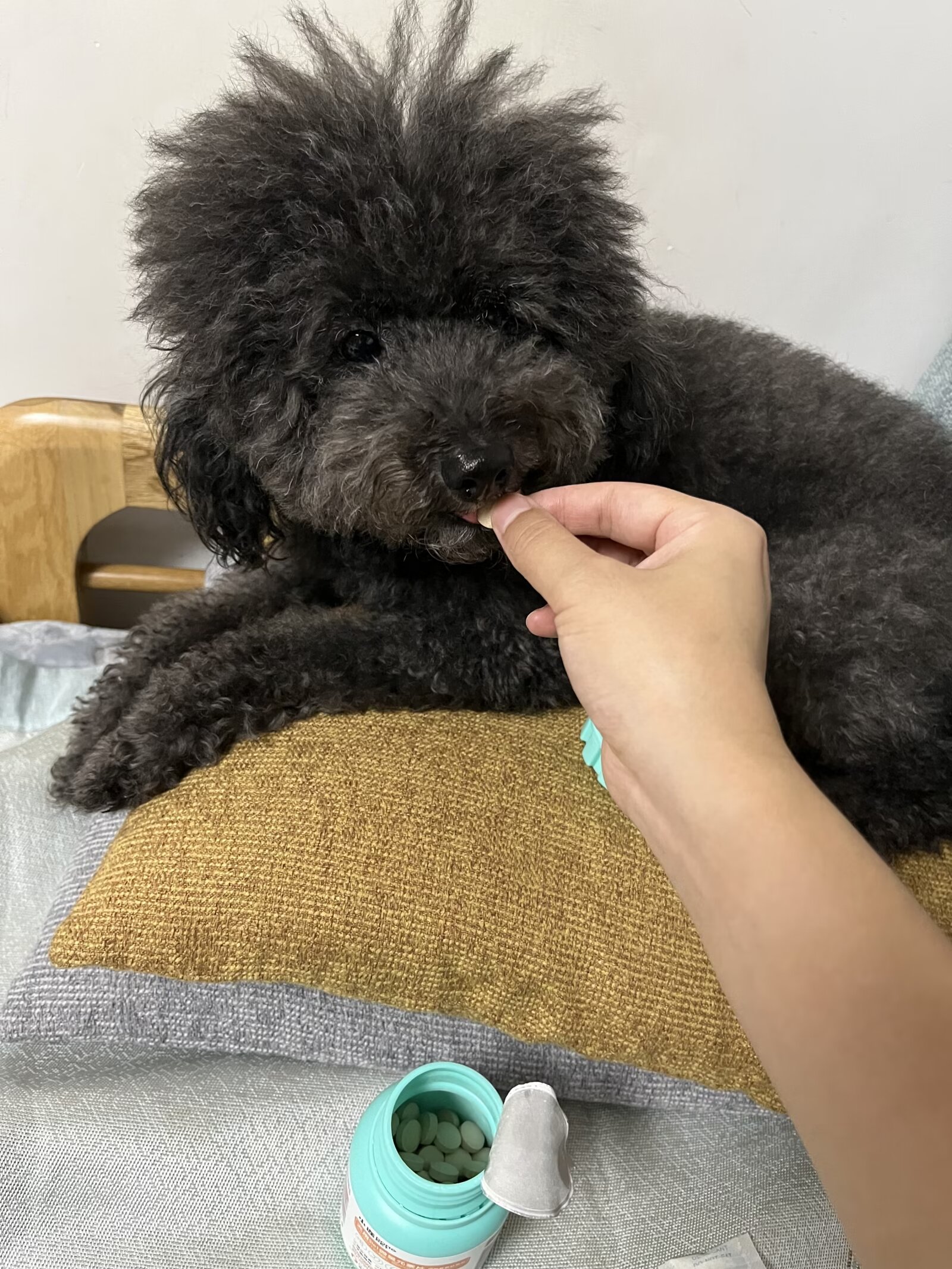 什么时候给狗狗吃微量元素?