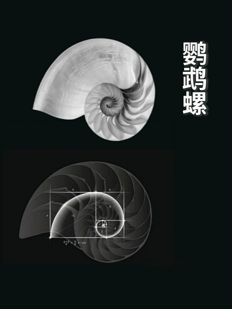 鹦鹉螺图片大全大图图片