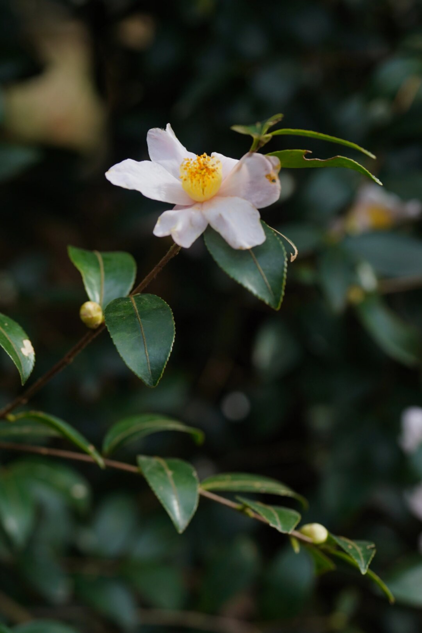 油茶花图片大全大图图片