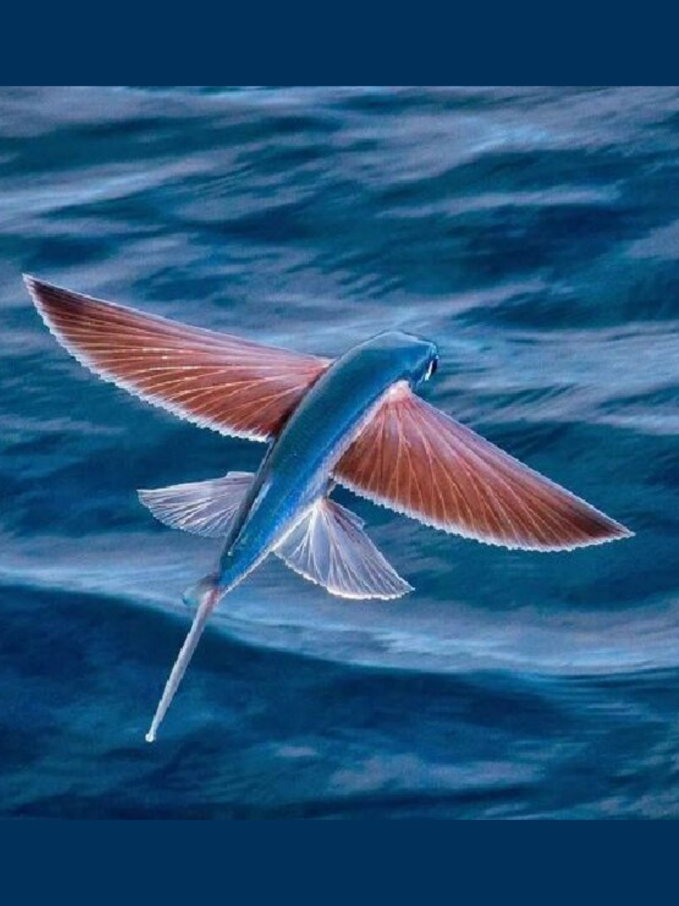 飞鱼能"飞"的关键,不在于"翅膀"  飞鱼能够"飞翔"的关键并不在于它们