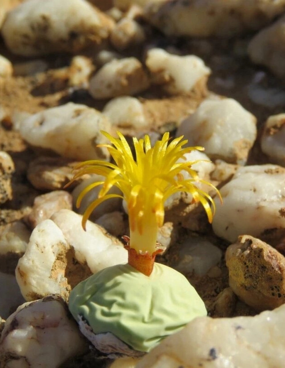 【鸽子蛋篇】姑娘们,要多喝水啊～  番杏科肉锥属的conophytum