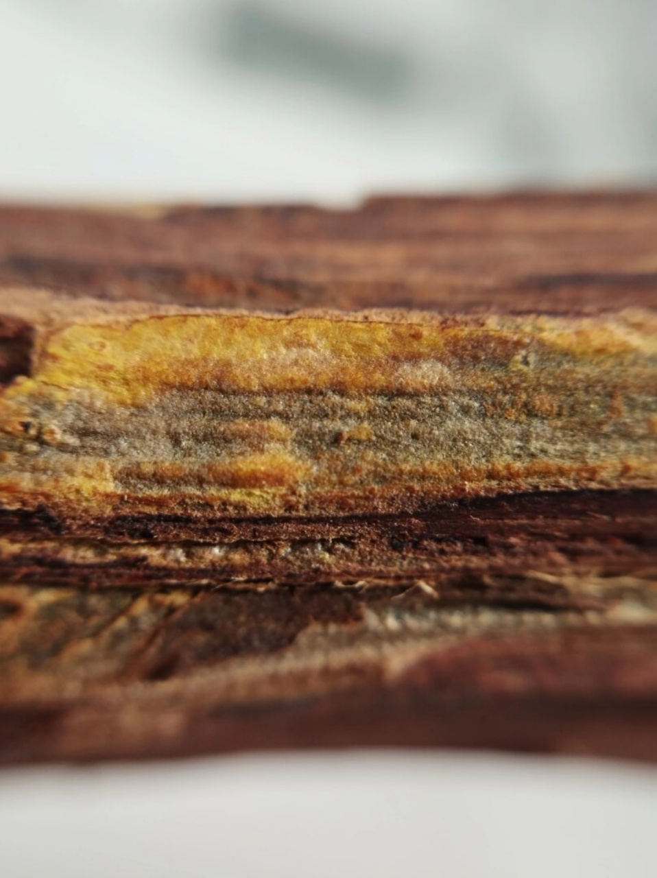 正宗海南降真香大叶帝王香  正宗海南降真香大叶帝王香, 历经五十年