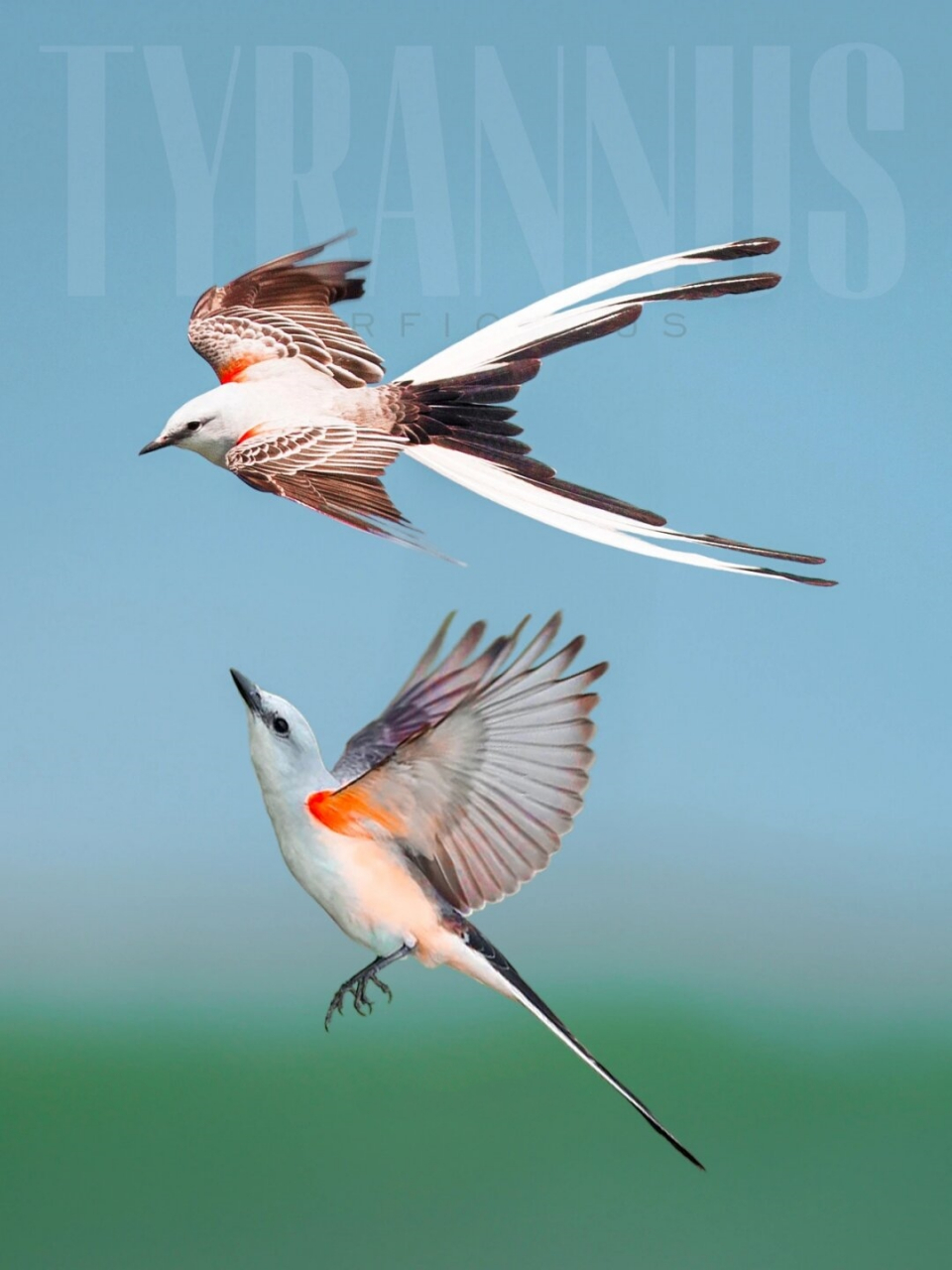 被誉为最有灵气的鸟儿  剪尾王霸鹟,英文名为scissor-tailed