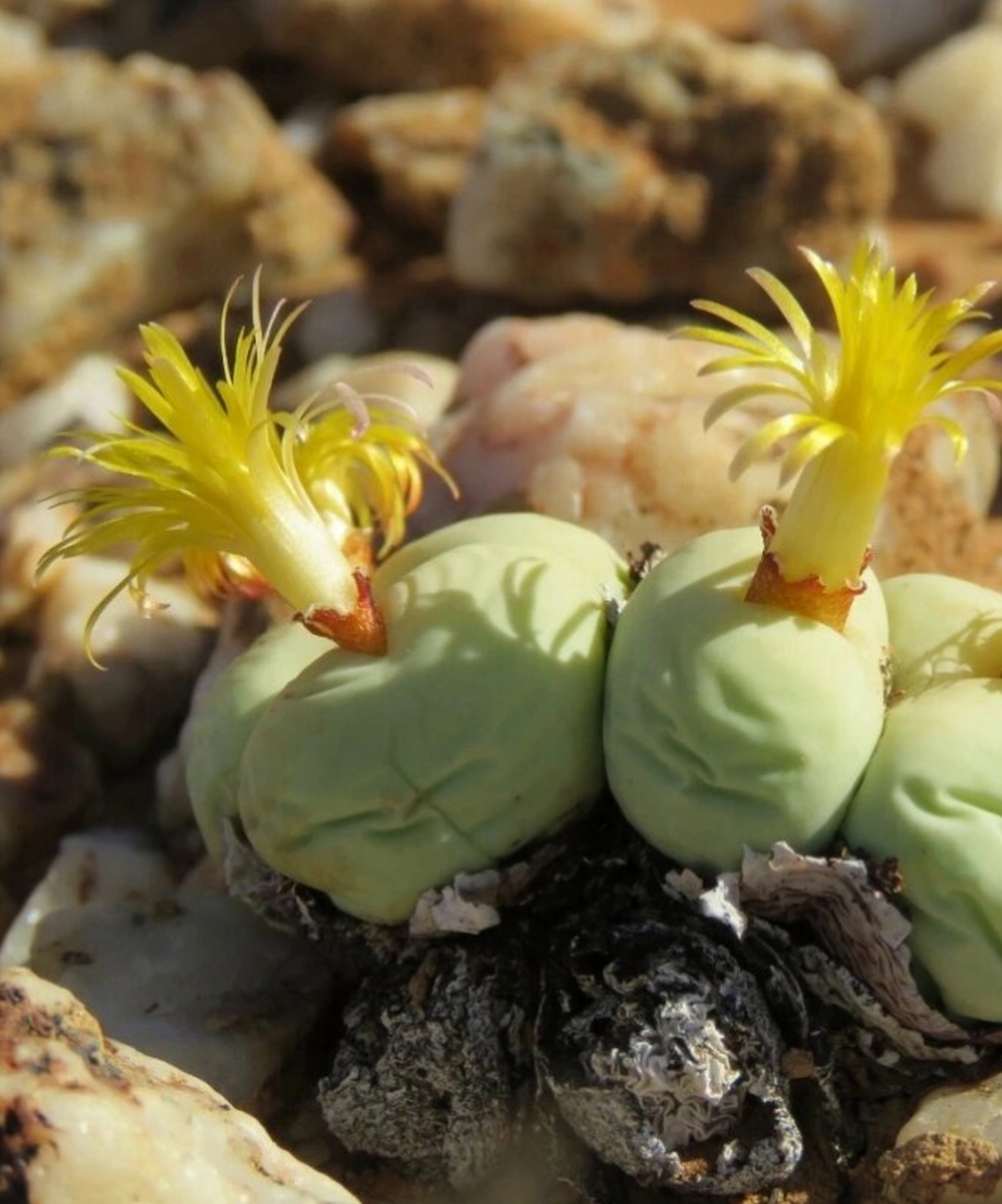 【鸽子蛋篇】姑娘们,要多喝水啊～  番杏科肉锥属的conophytum