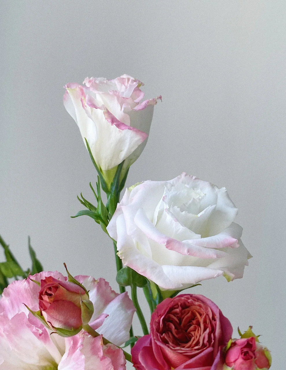 夏威夷珊瑚芍药:浓妆淡抹总相宜～ 在繁花似锦的季节里,我们相遇于