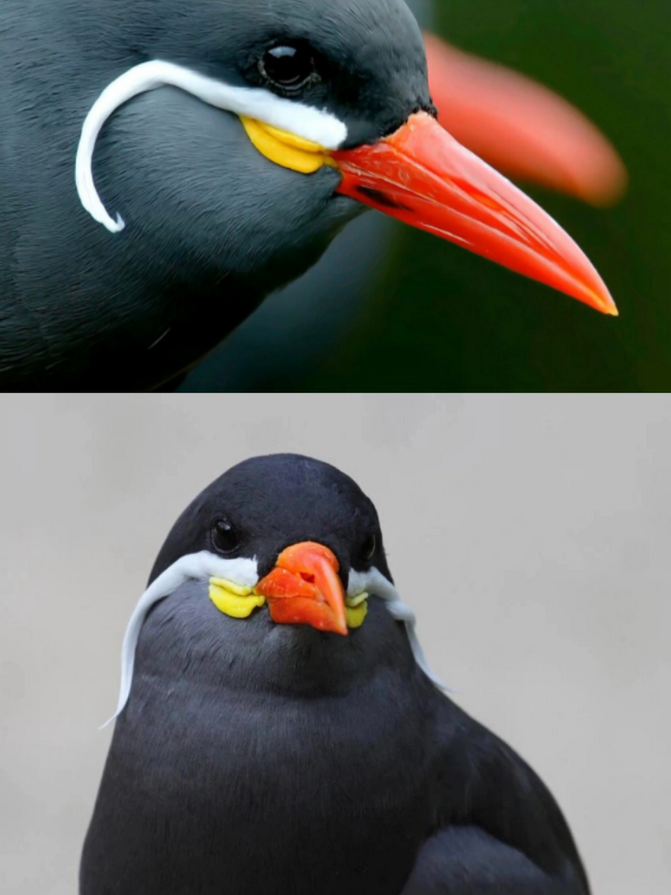 它不仅有胡须,还会"喵喵"叫  98印加燕鸥:南美太平洋海岸的独特海鸟