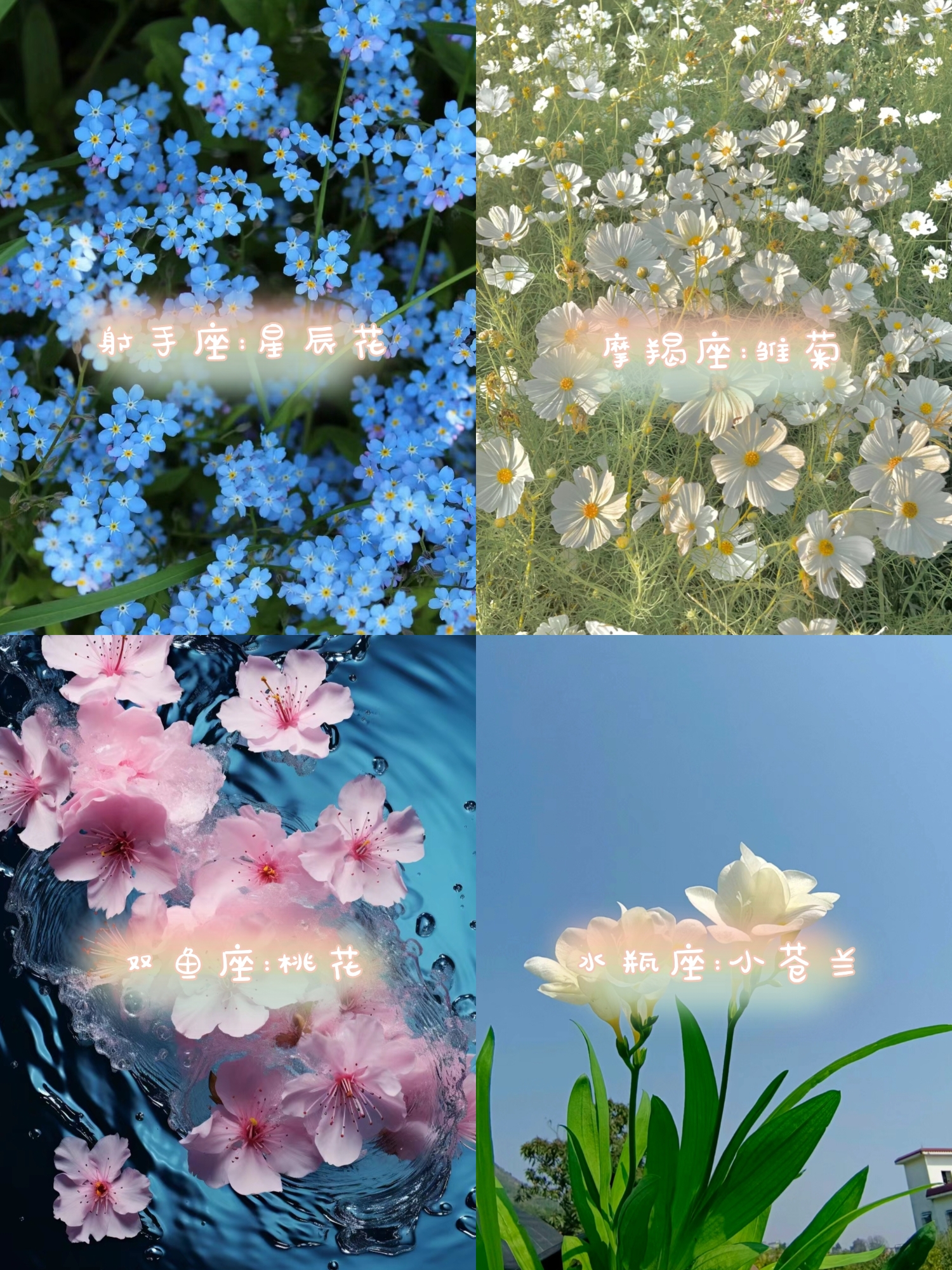 玫瑰百合郁金香哪朵是你的星座幸运花  木槿:寓意白羊座的人生态度