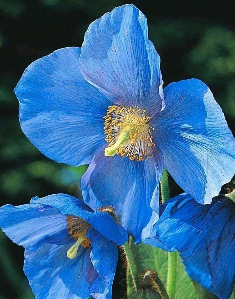 绿绒蒿:每一片叶子都在用尽全力保护花朵  绿绒蒿:荒野中的璀璨明珠