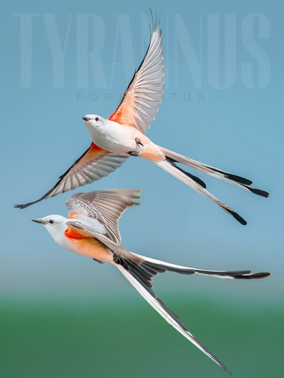 被誉为最有灵气的鸟儿  剪尾王霸鹟,英文名为scissor-tailed