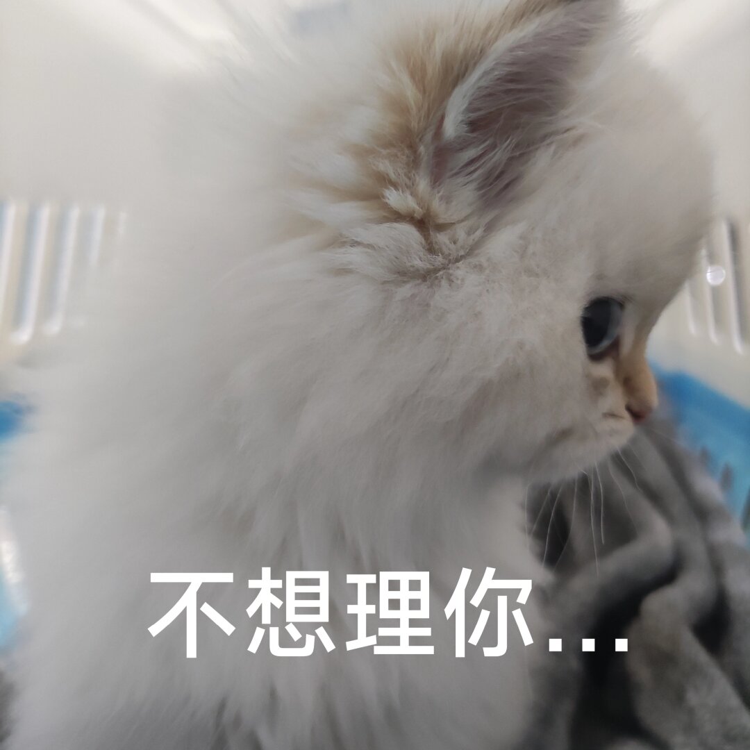 不想理你  完了生气了,因为肠胃问题暂时不能给它