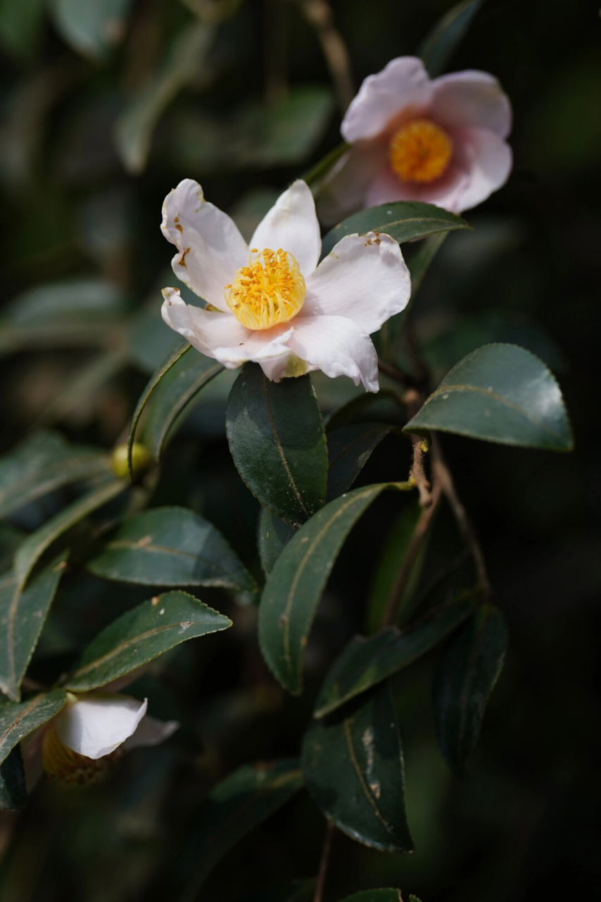 油茶花图片大全大图图片