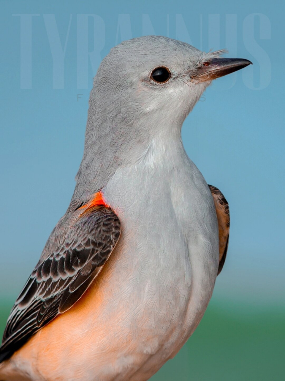 被誉为最有灵气的鸟儿  剪尾王霸鹟,英文名为scissor-tailed