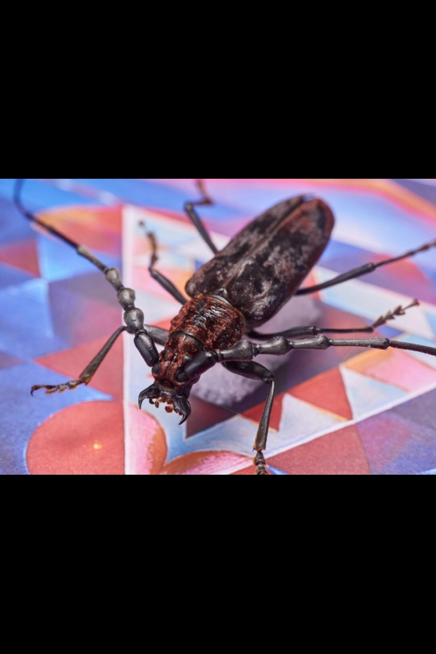 哥特贵族-樱红肿角天牛  樱红肿角天牛,这是一种罕见且引人注目的天牛