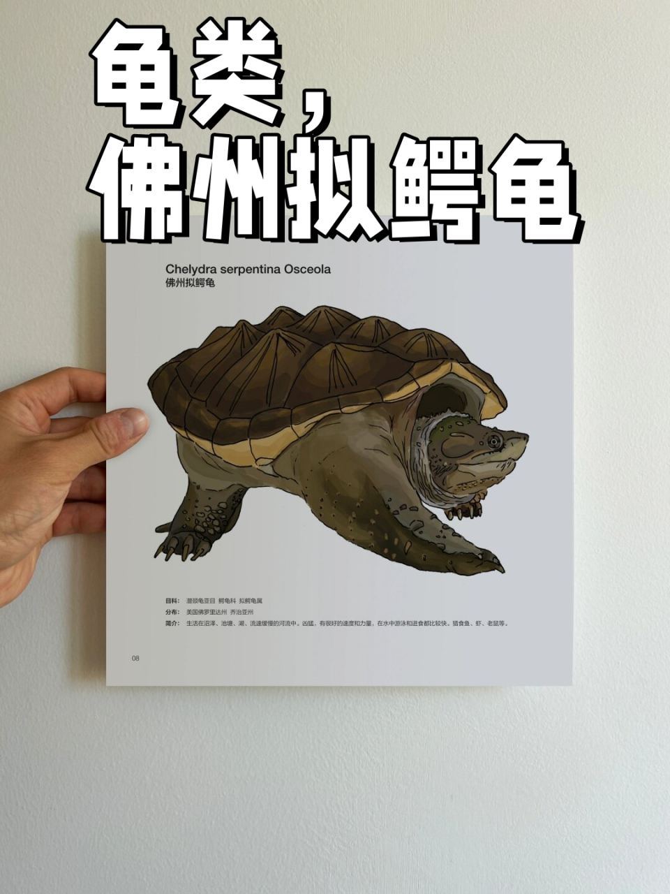 龟类,佛州拟鳄龟  佛州拟鳄龟(chelydra serpentina osceola)  分类