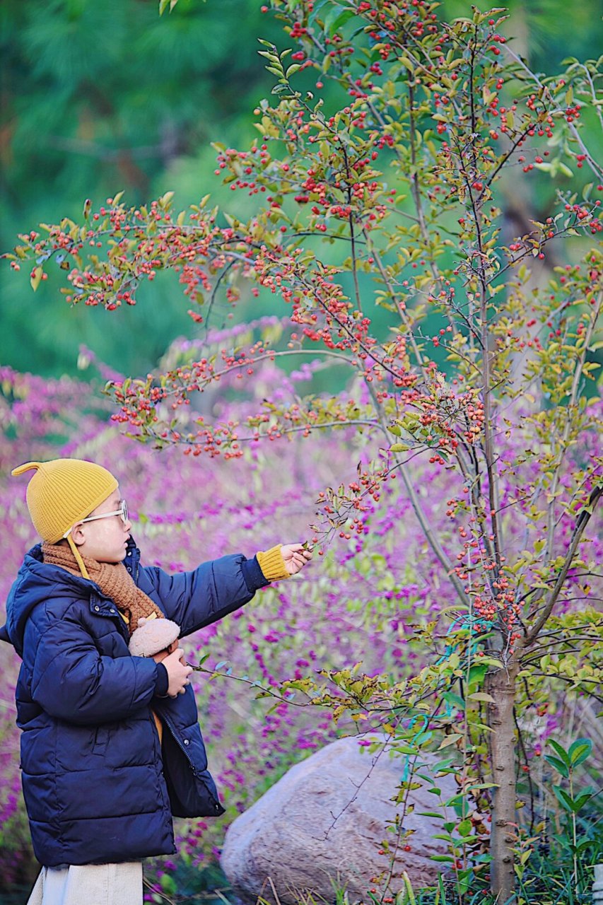 舟山小众旅行,一定要拍闪闪发光的芦苇荡  秋冬季的沈院仿佛变成了一