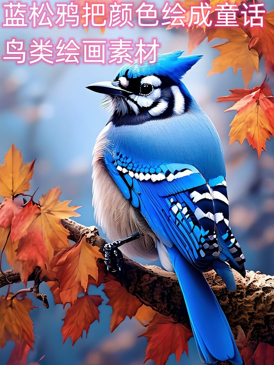 蓝松鸦把颜色绘成童话-鸟类绘画素材  在自然的调色板上,蓝松鸦是那位