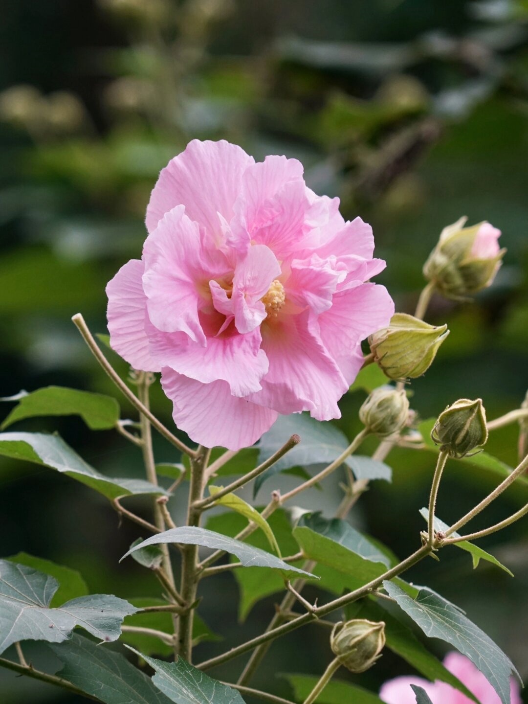 植物图鉴川渝篇芙蓉城里看芙蓉
