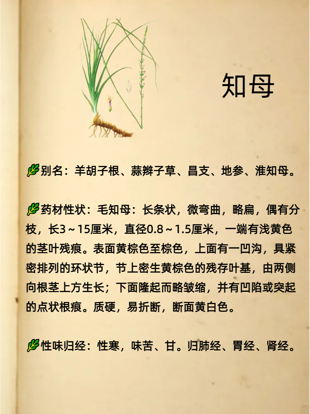 别名:羊胡子根,蒜辫子草,昌支,地参,淮知母