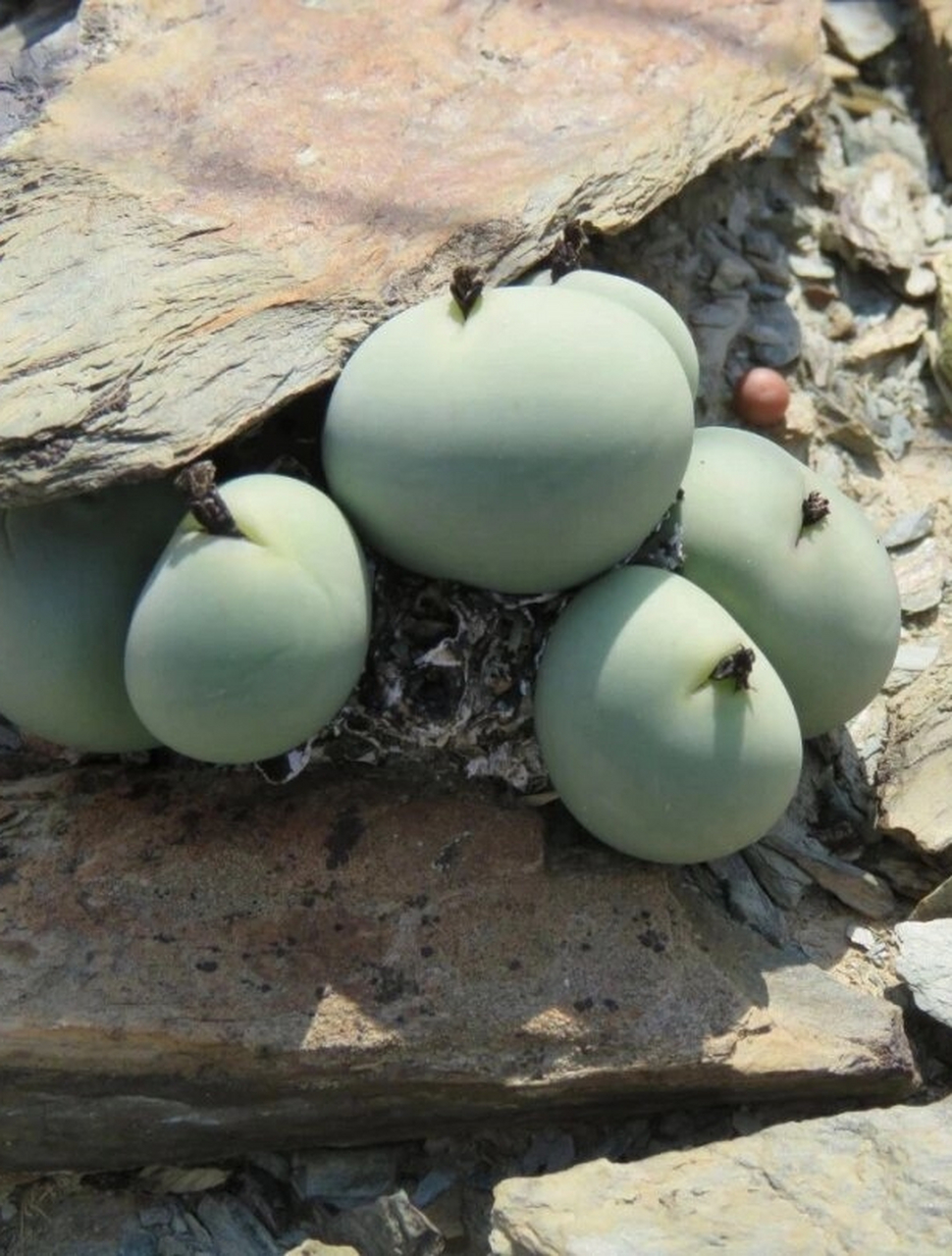 【鸽子蛋篇】姑娘们,要多喝水啊～  番杏科肉锥属的conophytum