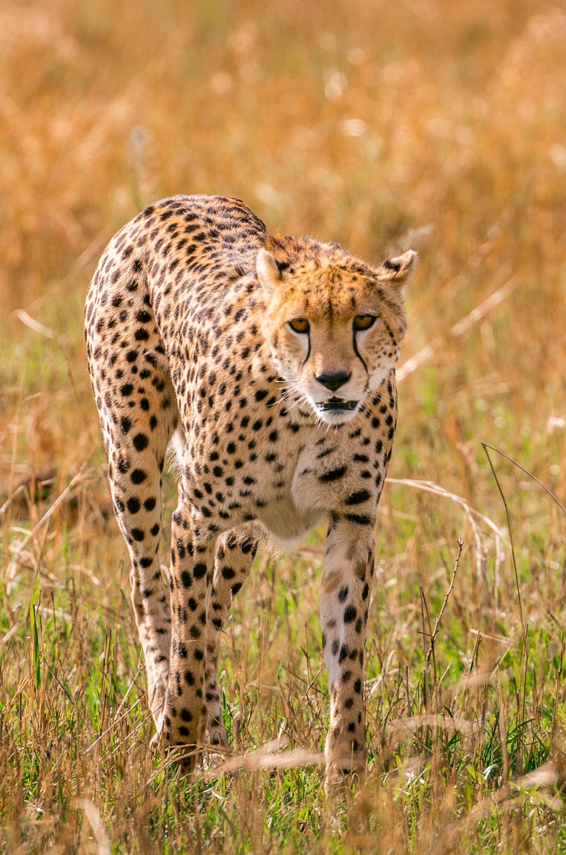 百度秋冬打卡挑战赛##记录大自然的动物世界#