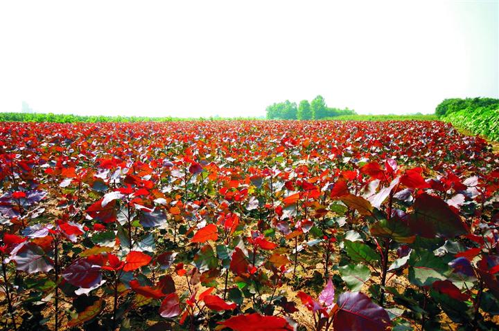 红叶杨树是什么品种 这类红叶杨常见有哪些栽植技术