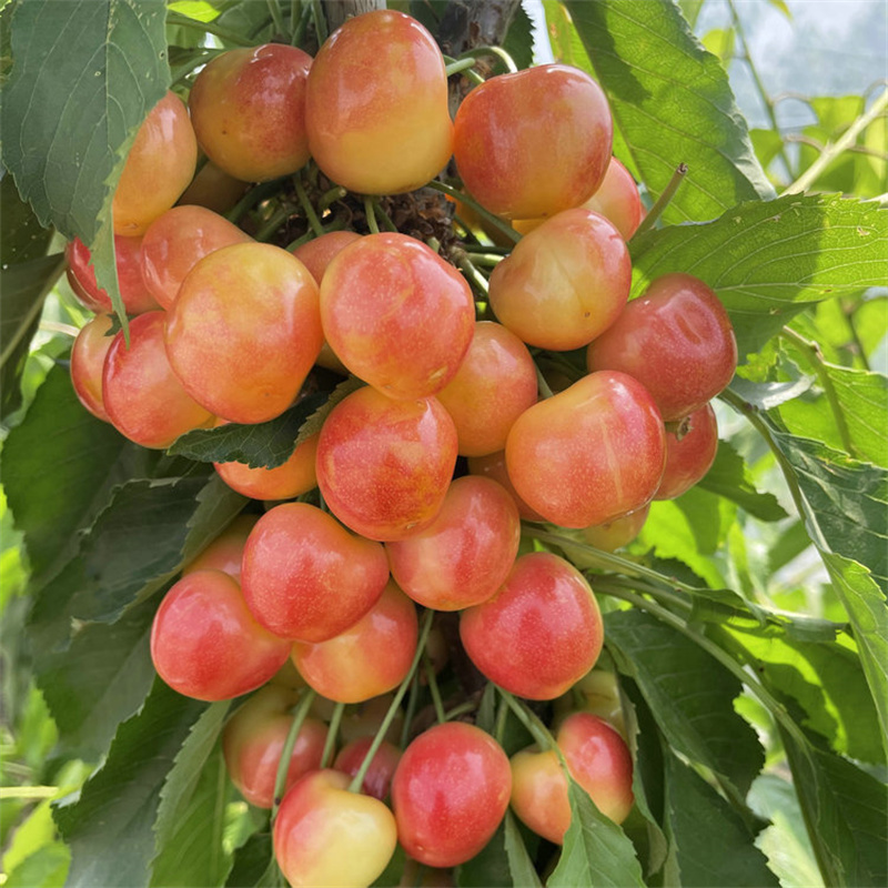 尝鲜红南阳樱桃树苗品种:果实品质卓越,甜度高