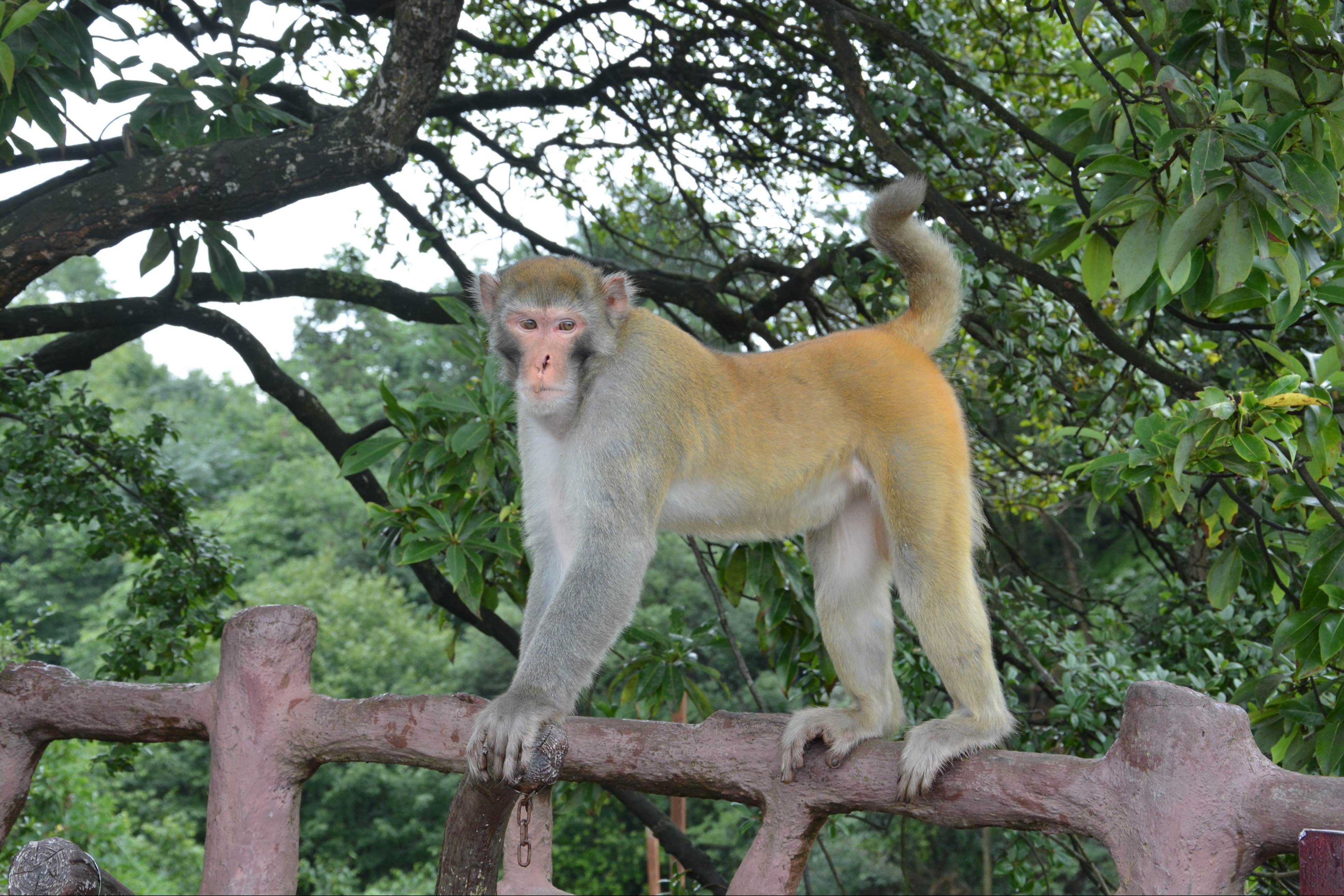 峨眉山景区猴群管理员招聘,专业保护游客安全,你敢应聘吗?