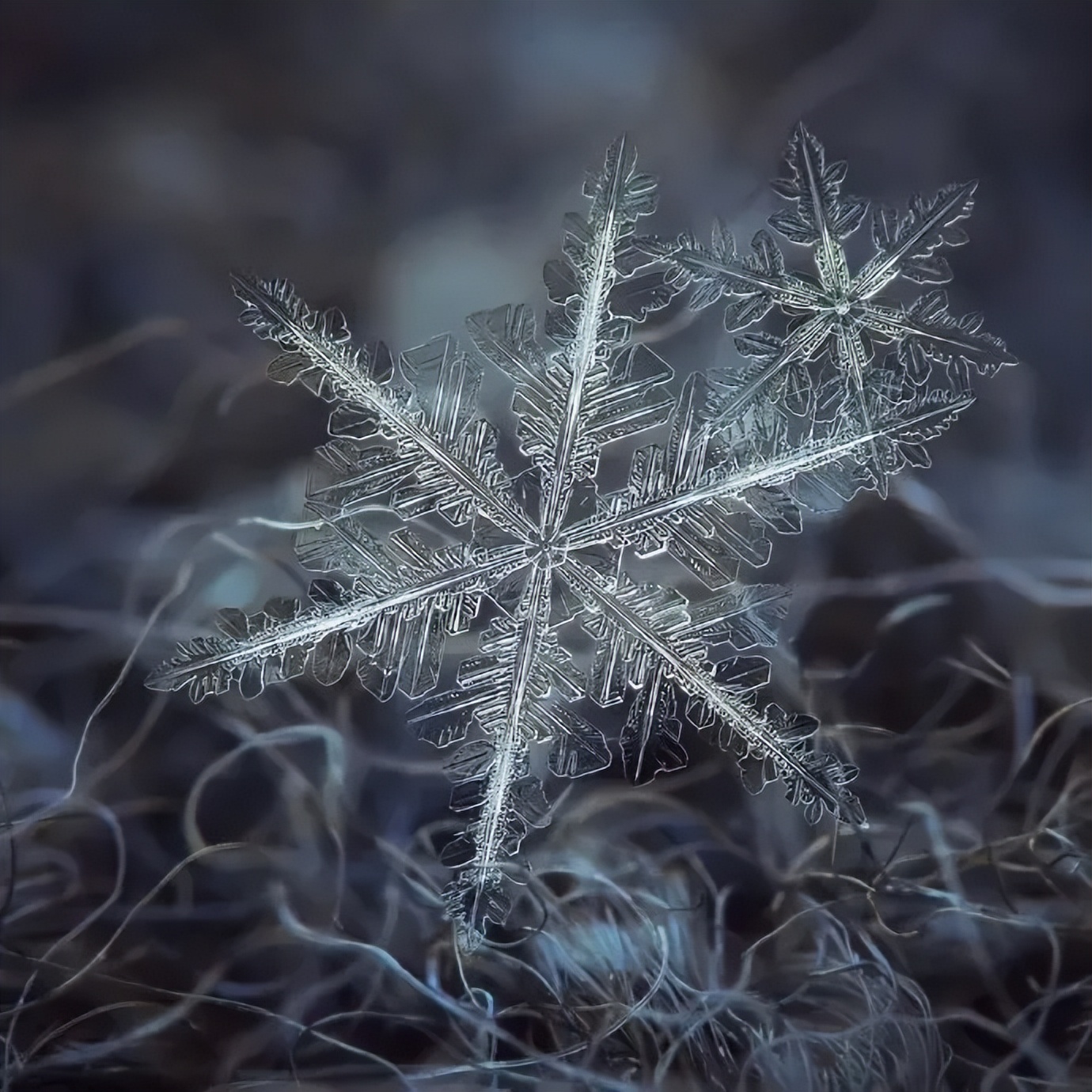 雪花微距摄影图片