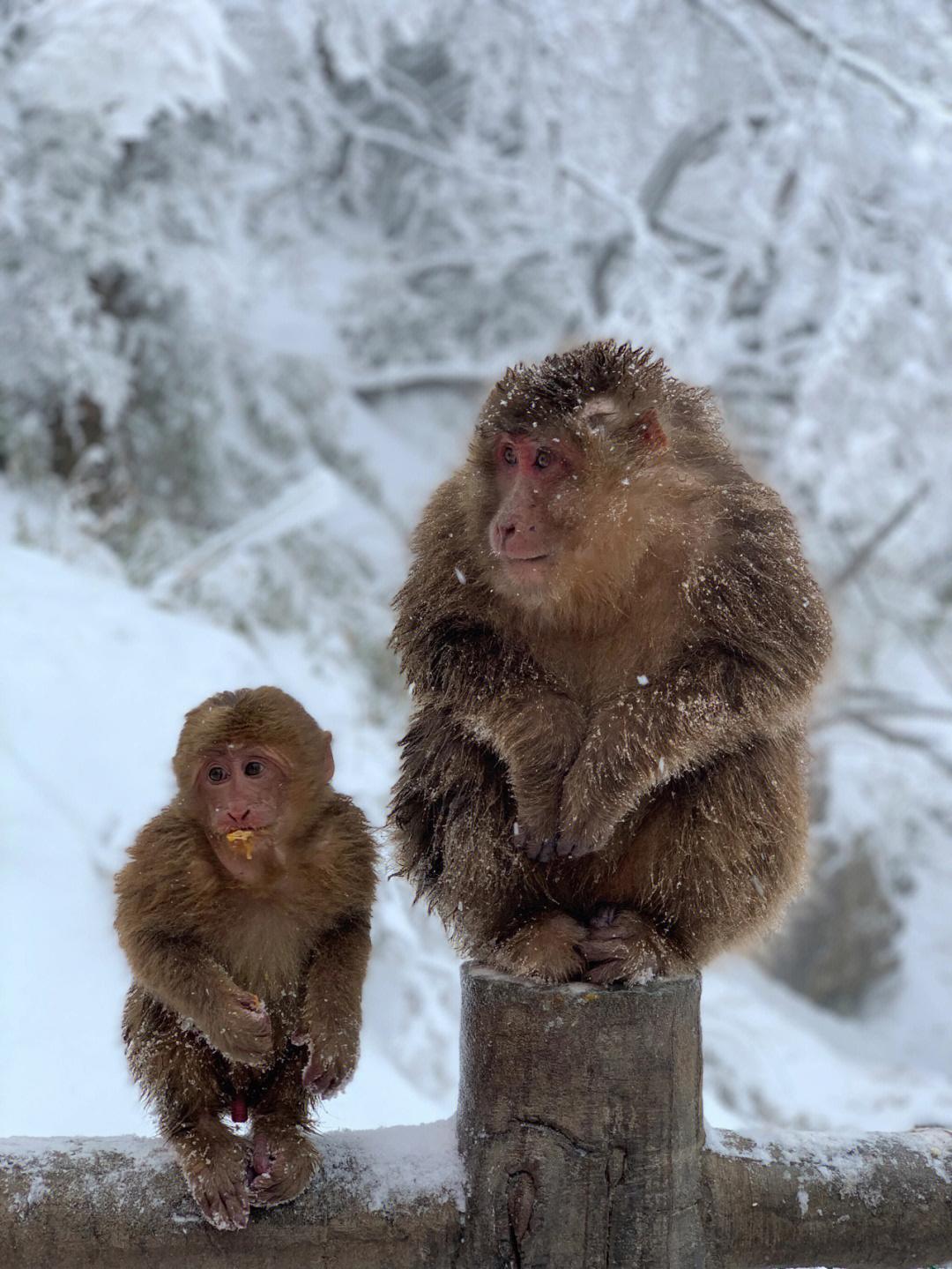 峨眉山猴子图片搞笑图片