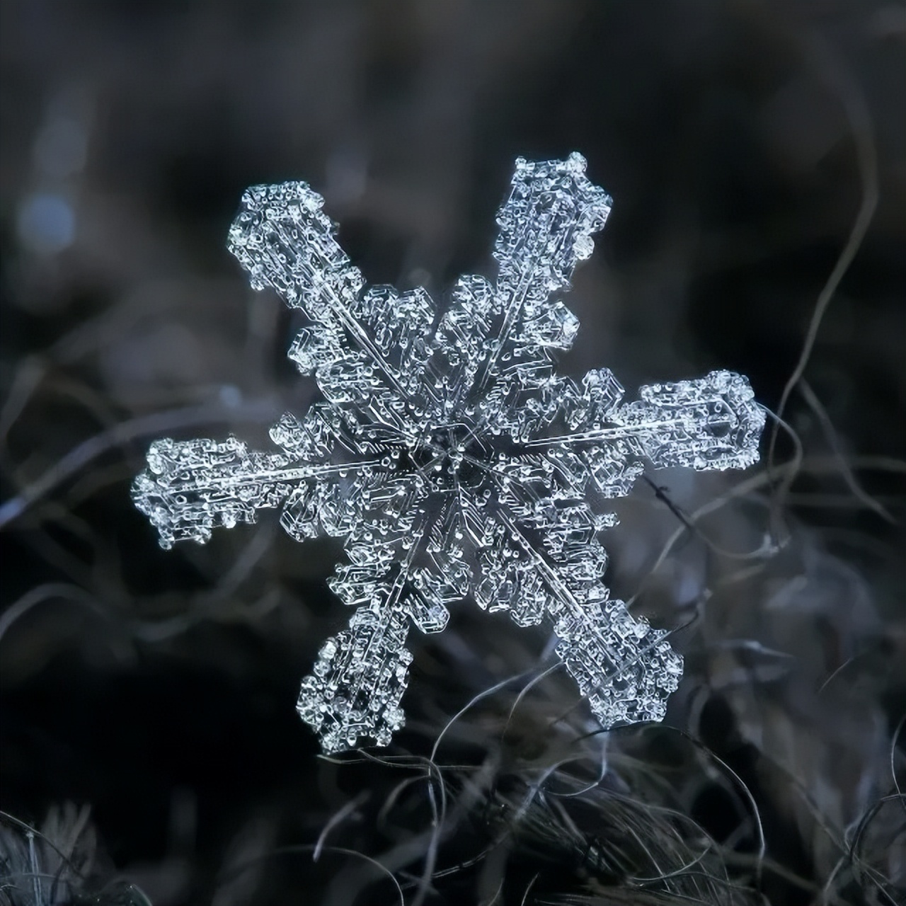 雪花微距摄影图片