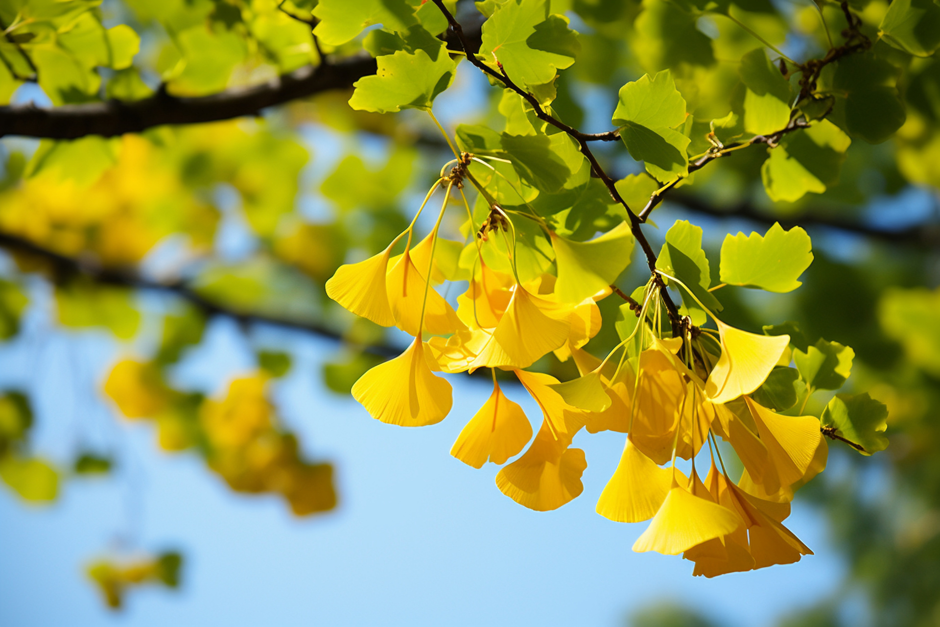 银杏是中生代孑遗的稀有树种,系我国特产,银杏树形优美,春夏季叶色