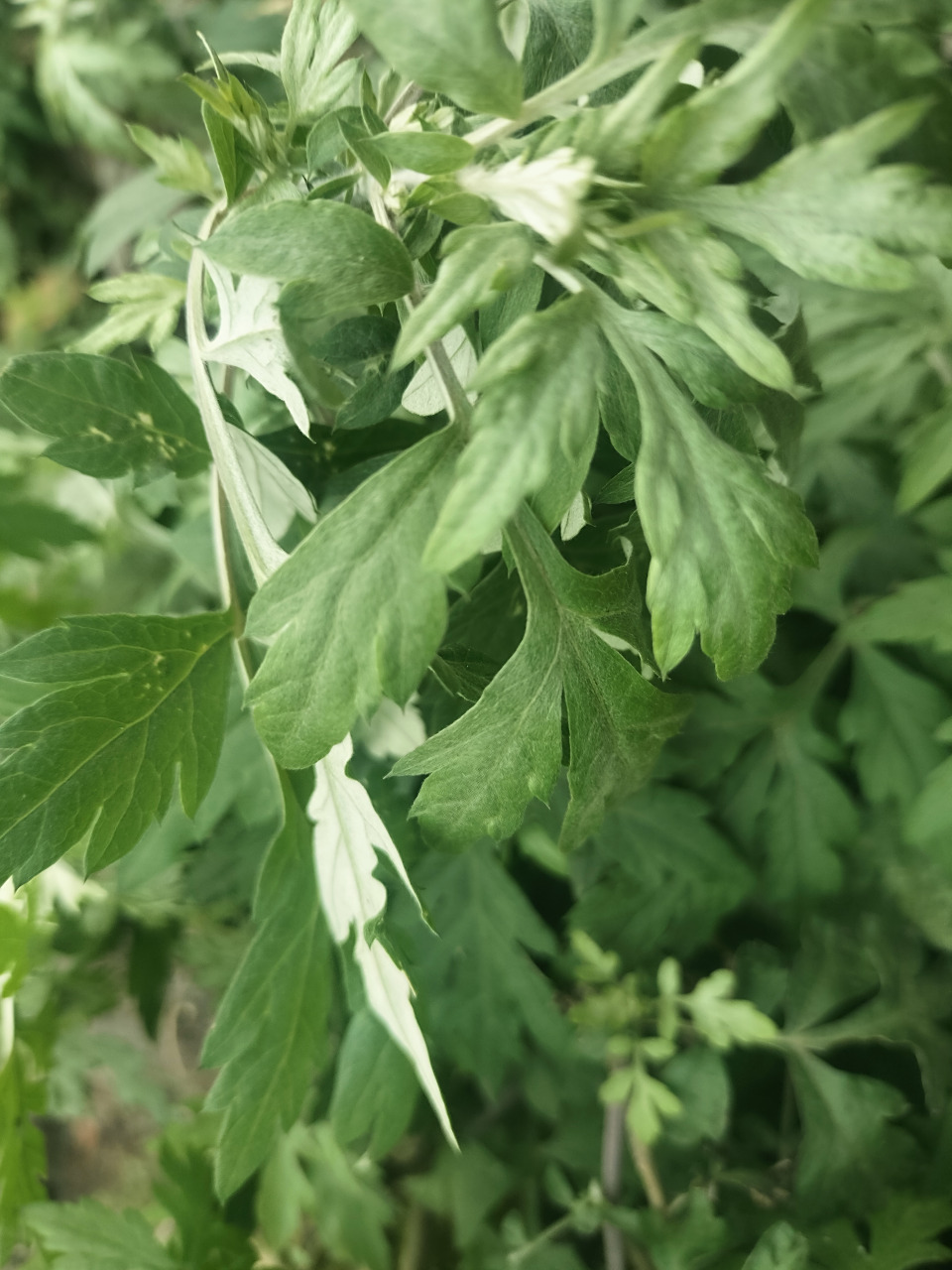 这个是青蒿还是艾草啊?实在不懂