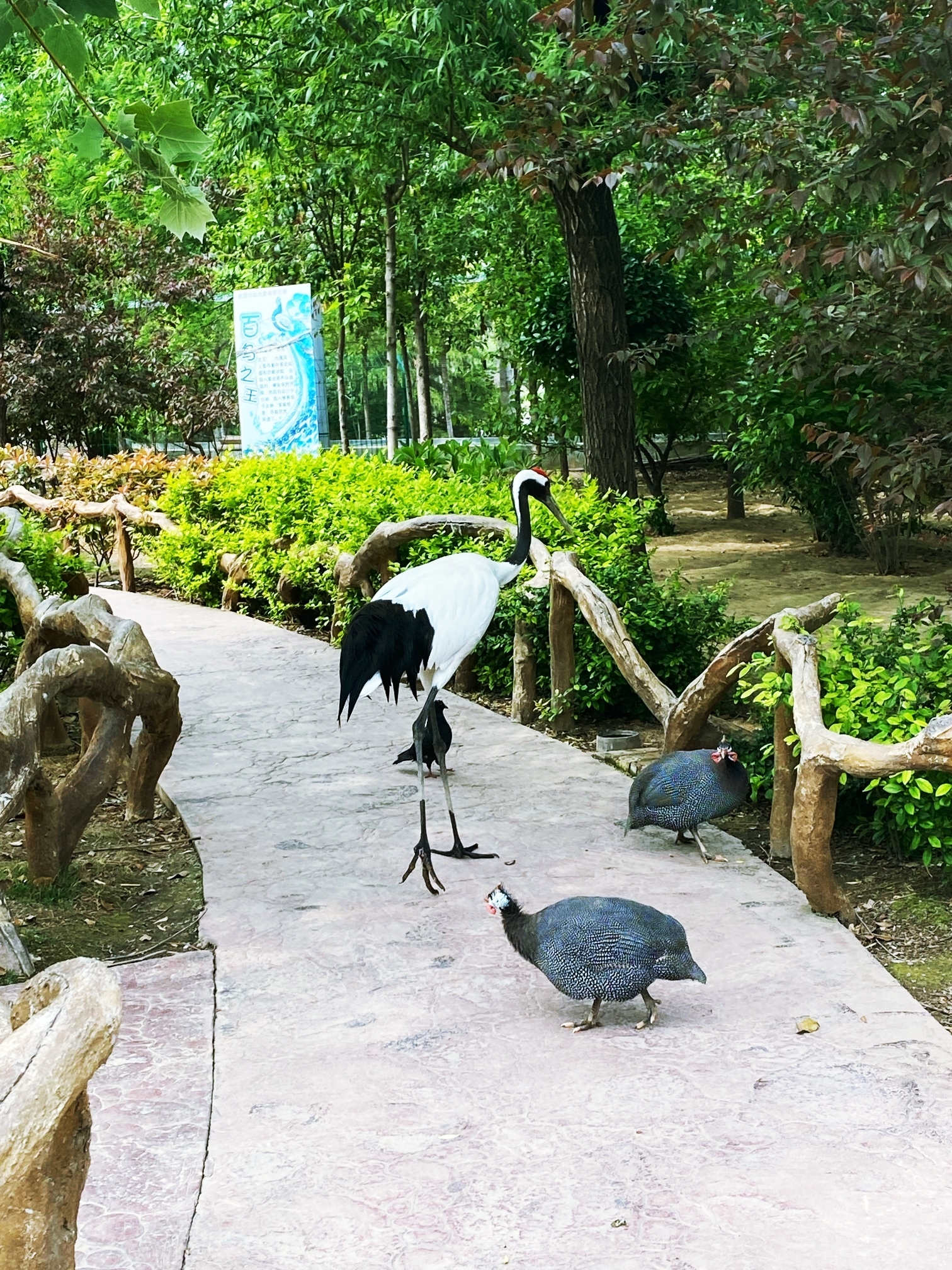 聊城野生动物园图片图片