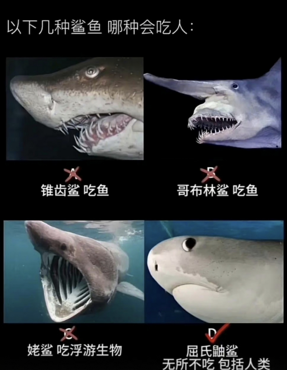 来看看哪些鲨鱼会吃人! ​
