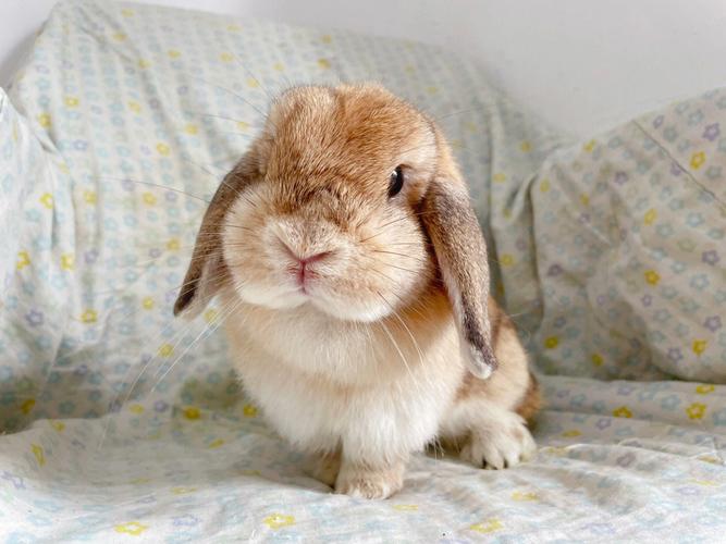 垂耳兔:迷人的小精灵